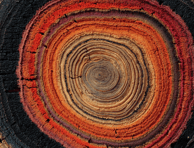 The Future of Brain Repair How Stem Cells and Bio-Engineering Could Heal Injury and Reverse Disease